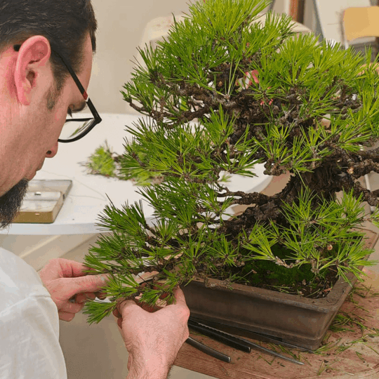 L'assoxiation Arte Bonsaï organise aux Foréziales le congrès national 2026