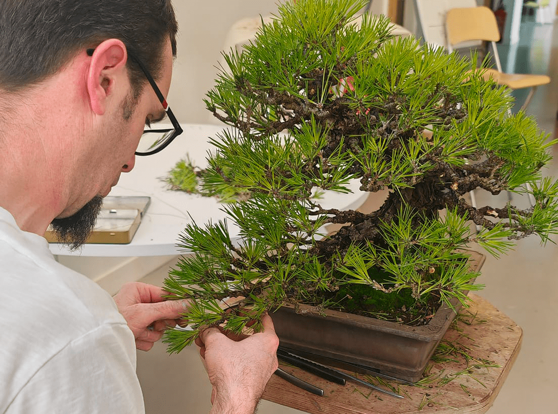 L'assoxiation Arte Bonsaï organise aux Foréziales le congrès national 2026